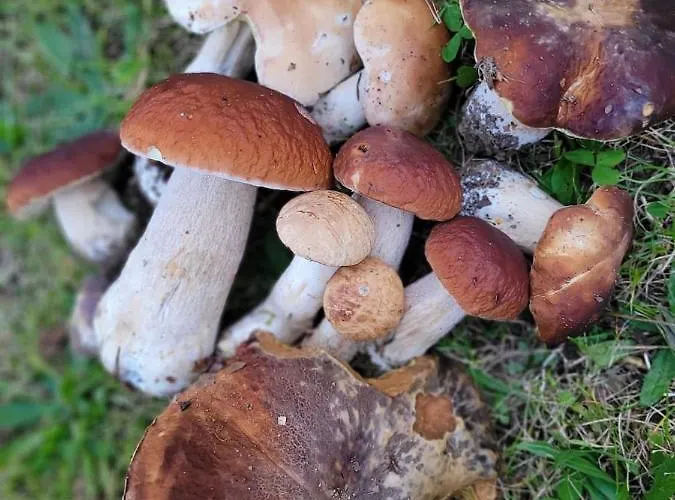Osada Skoczkowo Komfortowe Z Prywatnymi Wannami Hot-tub Nad Jeziorem- Sauna- Balia- Prywatny Staw Wedkarski بيت للعطل Podiazy